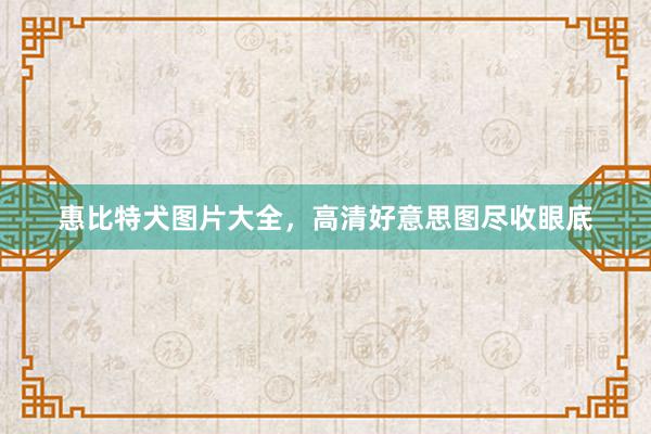 惠比特犬图片大全，高清好意思图尽收眼底